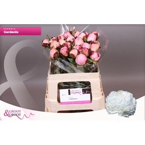Paeonia Gardenia | Heavy Quality