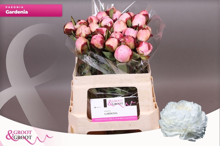 <h4>Paeonia Gardenia | Heavy Quality</h4>