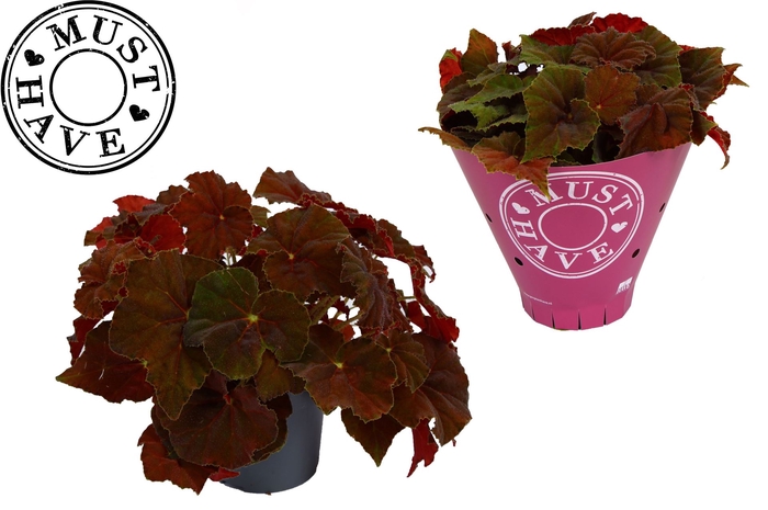 <h4>Begonia BD 'Beleaf Amber Love'</h4>