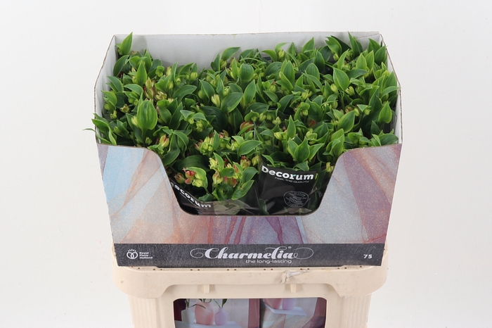 <h4>Alst Fl Charmelia</h4>