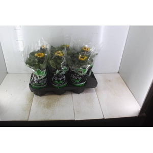GIRASSOL MINI SUN BRIGHT P15