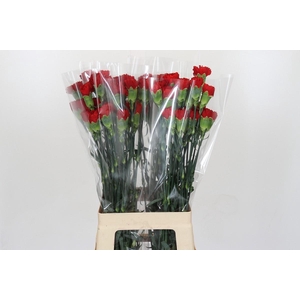 Dianthus St Don Pedro