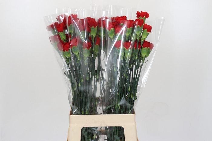 Dianthus St Don Pedro