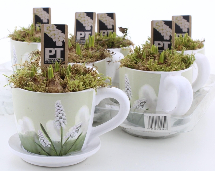 arr8 Arr Muscari Wit In Kop & Schotel Keramiek