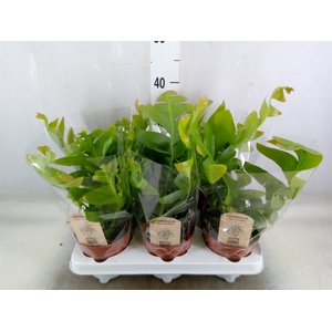 Epiphyllum   ...