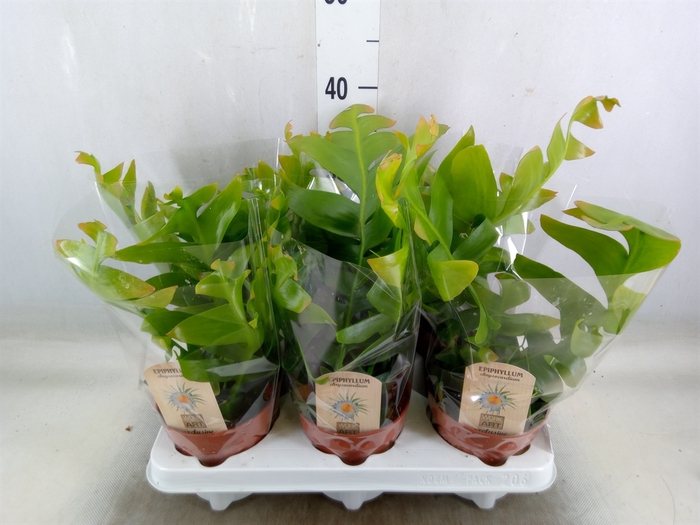 <h4>Epiphyllum   ...</h4>