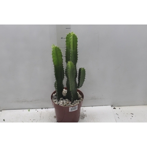 CACTUS EUPHORBIA MANDACARU P17