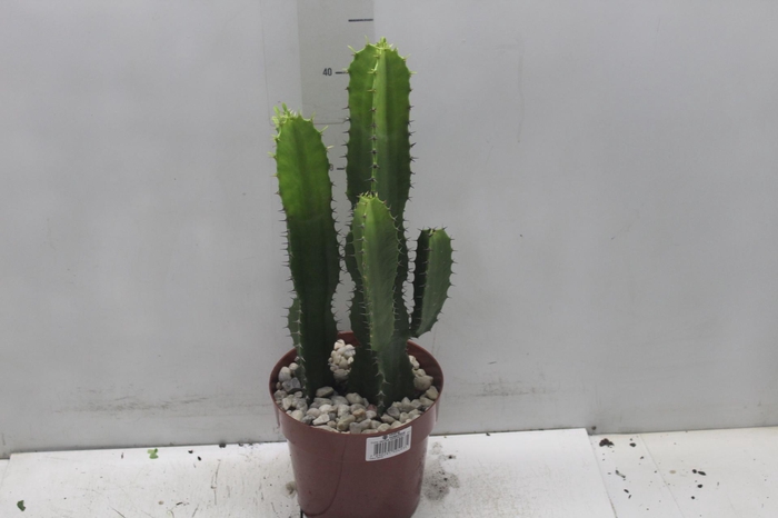 <h4>CACTUS EUPHORBIA MANDACARU P17</h4>
