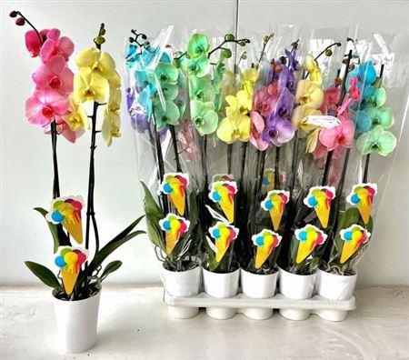 <h4>Phal **paint** Mix 2 Branche 16+</h4>