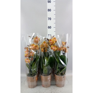 Phalaenopsis multi. 'Ant Las Vegas'
