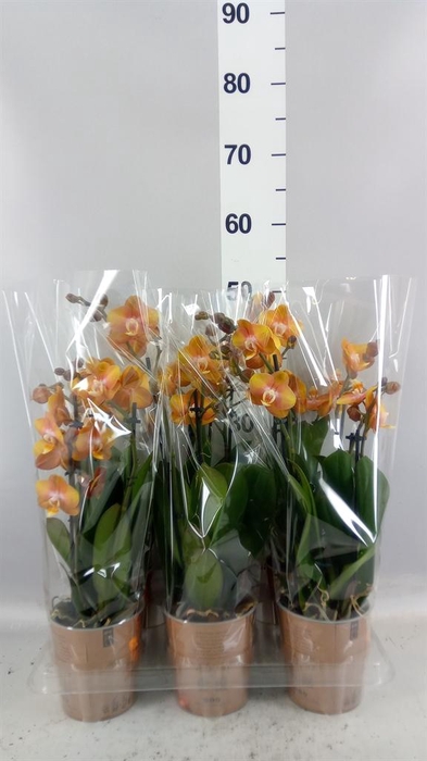 <h4>Phalaenopsis multi. 'Ant Las Vegas'</h4>