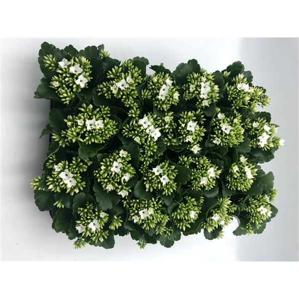 <h4>Kalanchoe wit 6 cm</h4>