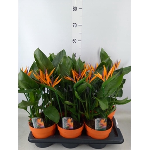Arr.  Strelitzia L%
