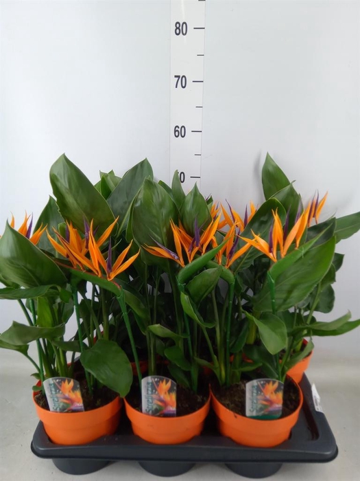 <h4>Arr. Strelitzia L%</h4>