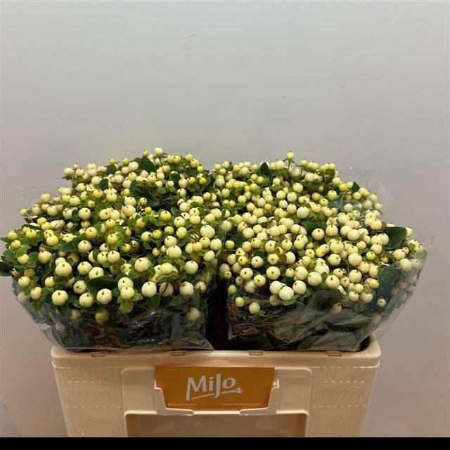 <h4>HYP MAG SNOWPRINCE</h4>