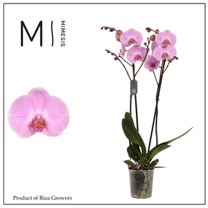 Mimesis Phal. Elion - 2 spike 12cm