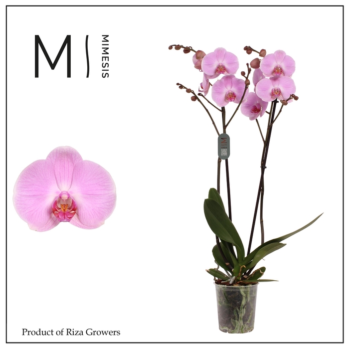 <h4>Phalaenopsis Elion 2 spike – 12cm | Mimesis</h4>