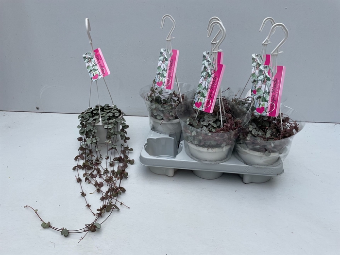 <h4>Ceropegia woodii 'Silver Glory'</h4>