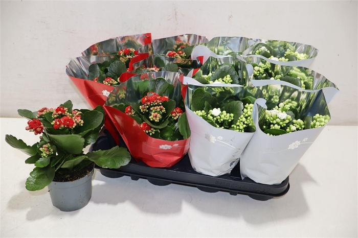 <h4>Kal Ge Gem 2 Kl</h4>