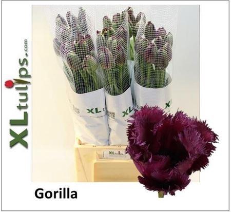 <h4>Tu Fr Gorilla</h4>