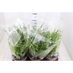 ASPLENIUM OSAKA CRESPO P19