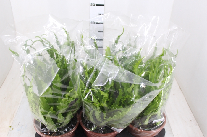 ASPLENIUM OSAKA CRESPO P19