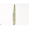 EREMURUS WHI WEDDING