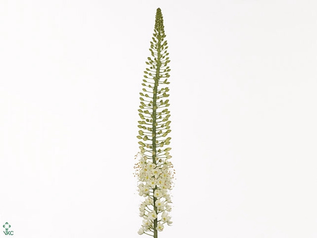 EREMURUS WHI WEDDING