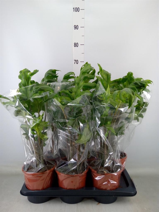 <h4>Alocasia   ...</h4>