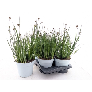 JUNC ENSIFOLIUS
