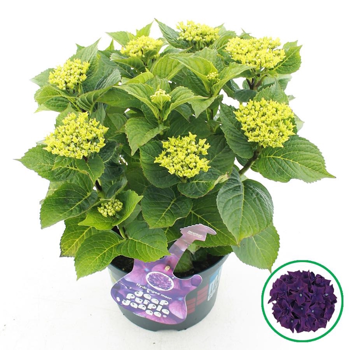 <h4>Hydrangea macr. Music Collection® 'Deep Purple Dance'® C5 (23cm.) Kn.</h4>