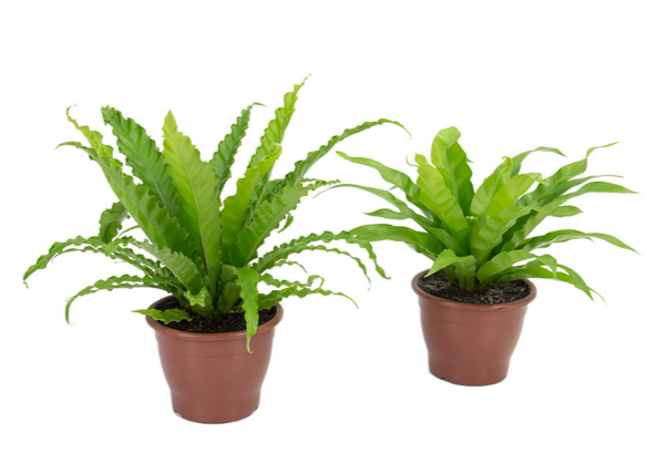 <h4>ASPLENIUM OSAKA VARIADO P19</h4>