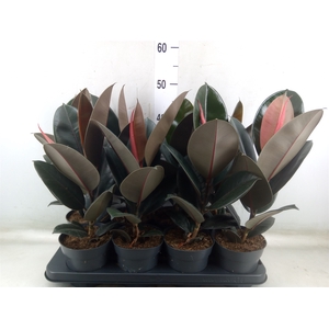 Ficus elastica 'Abidjan'