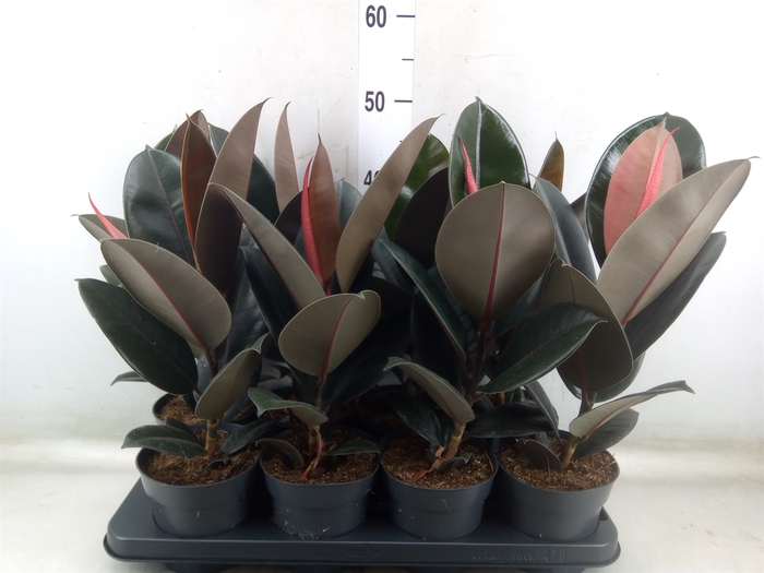 <h4>Ficus elastica 'Abidjan'</h4>