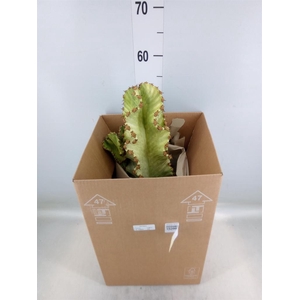 Euphorbia ingens 'Variegata'