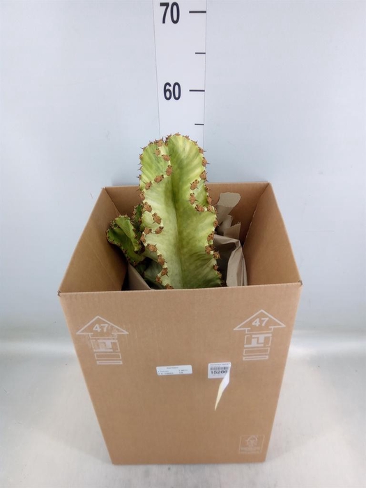 <h4>Euphorbia ingens 'Variegata'</h4>