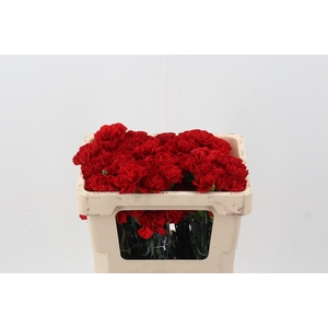 Di St Red Gransole 50cm