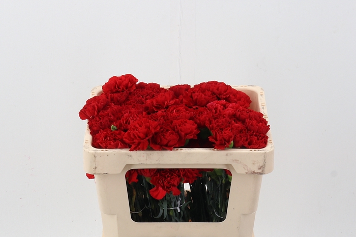 <h4>Di St Red Gransole 50cm</h4>