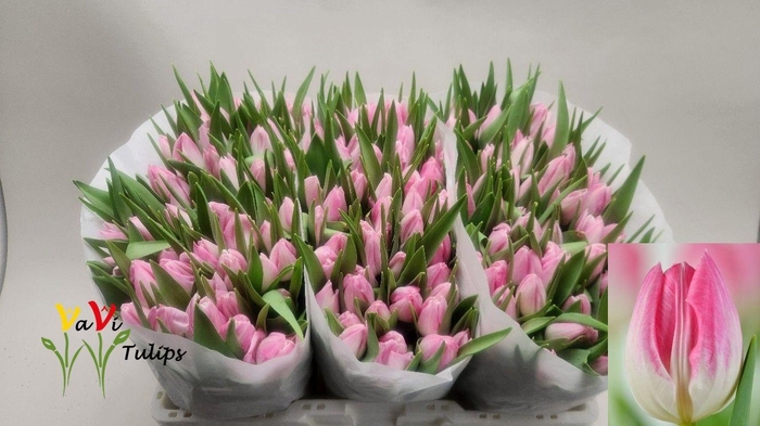 <h4>TU EN FIRST CLASS</h4>