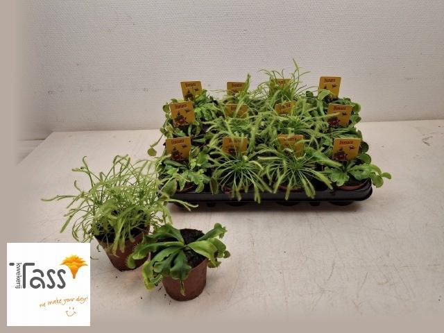 <h4>DIONAEA MUSCIPULA</h4>