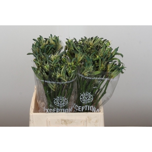 Anigozanthos Celebrations Firework