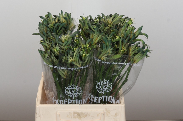 <h4>Anigozanthos Celebrations Firework</h4>