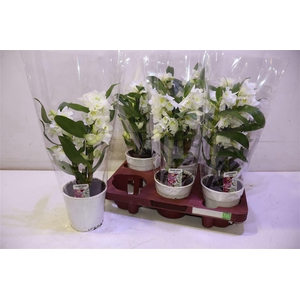 arr8 Dendr N Sc Apollon