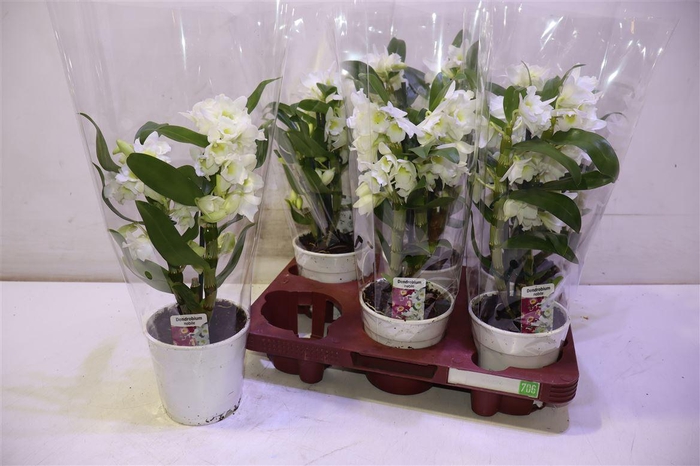 <h4>arr8 Dendr N Sc Apollon</h4>