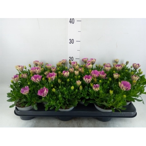 Osteospermum  'FlowPow Pink Orbit'