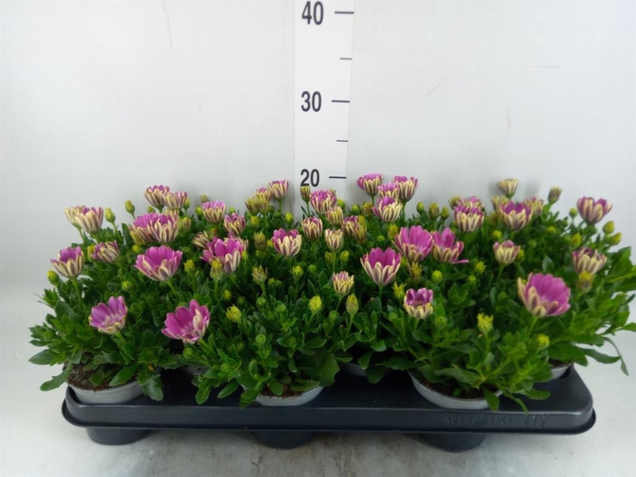 <h4>Osteospermum  'FlowPow Pink Orbit'</h4>