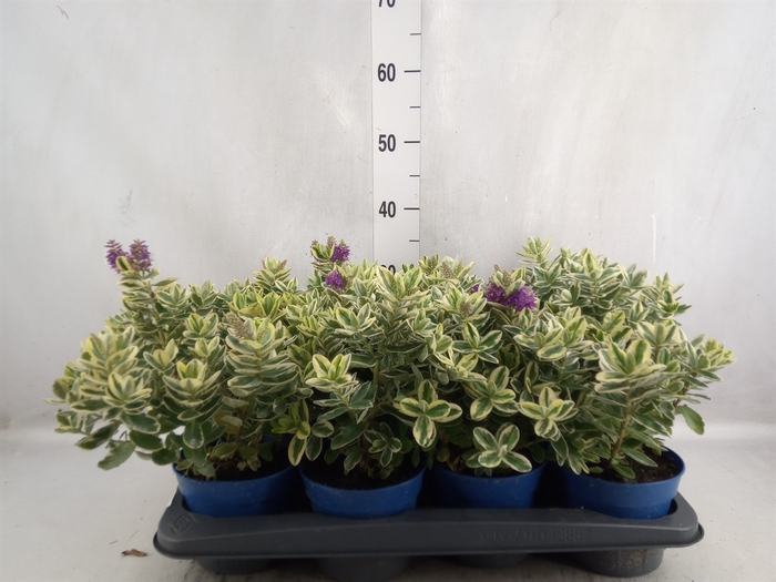 <h4>Hebe andersonii 'Variegata'</h4>