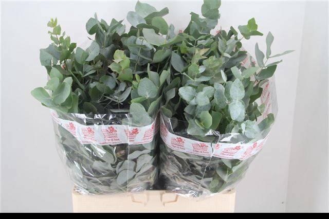 <h4>EUC CINEREA PER BOS</h4>