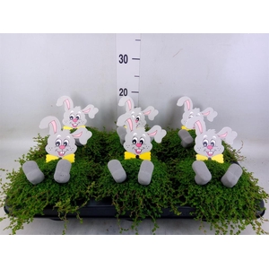 Soleirolia soleirolii   ...green