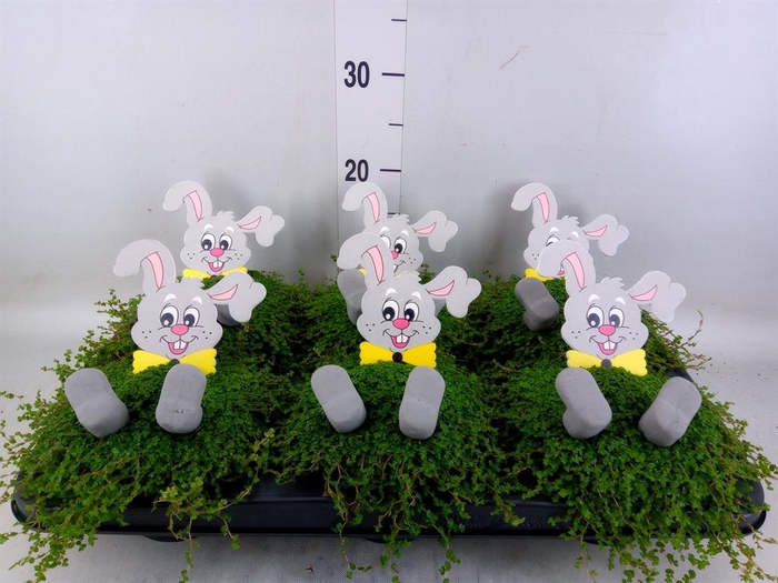 <h4>Soleirolia soleirolii   ...green</h4>